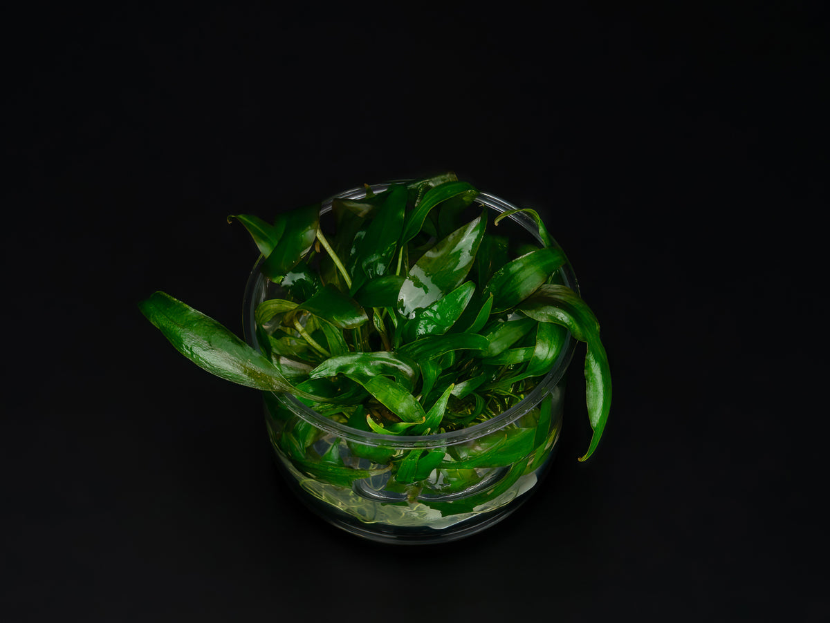 Cryptocoryne cordata