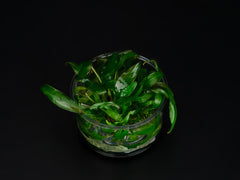 Cryptocoryne cordata