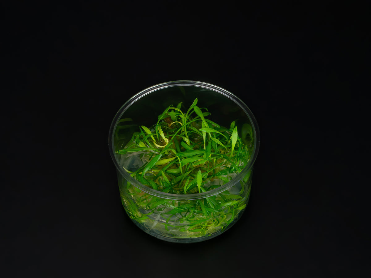 Cryptocoryne parva