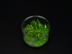 Cryptocoryne parva