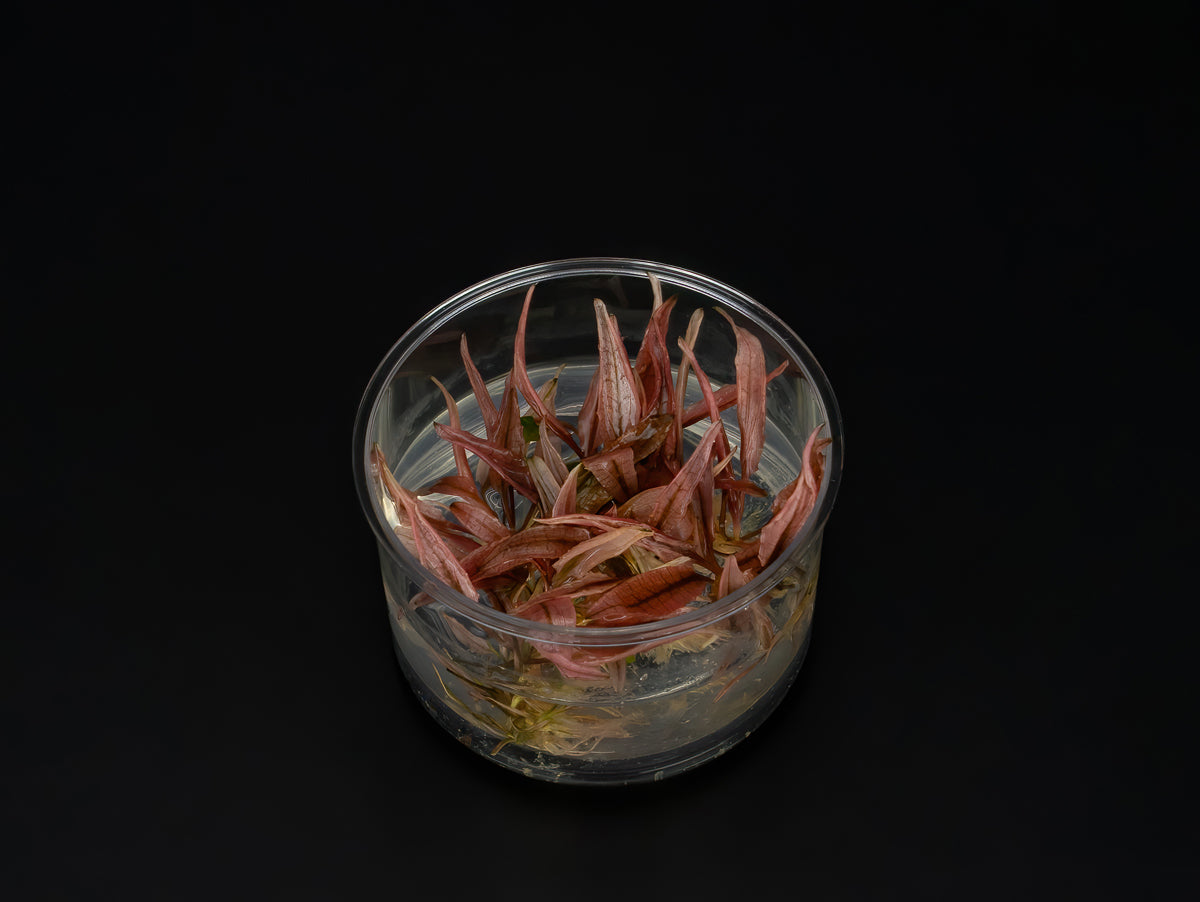 Cryptocoryne wendtii 'Flamingo'