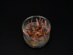 Cryptocoryne wendtii 'Flamingo'
