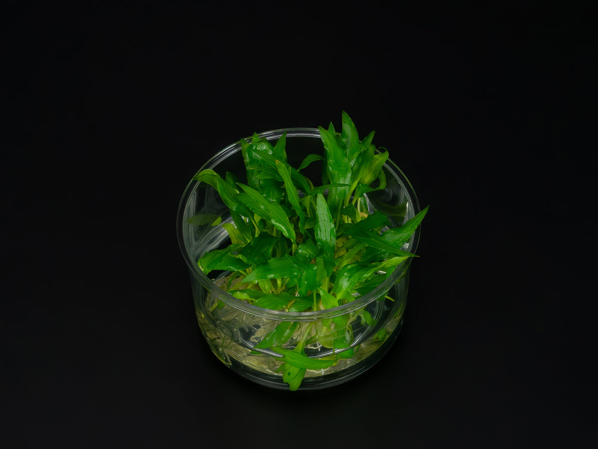 Cryptocoryne wendtii 'Green'