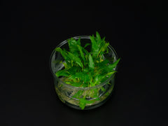 Cryptocoryne wendtii 'Green'