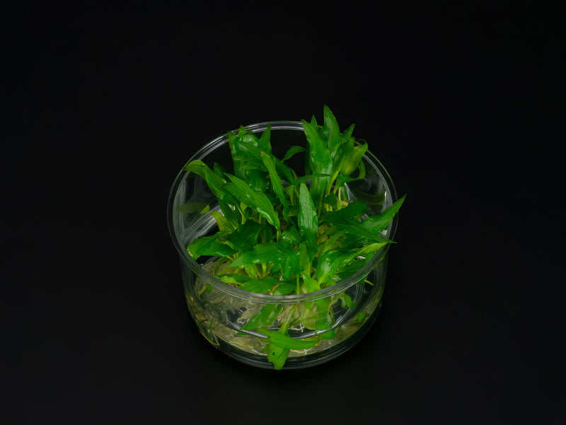 Cryptocoryne wendtii 'Green'
