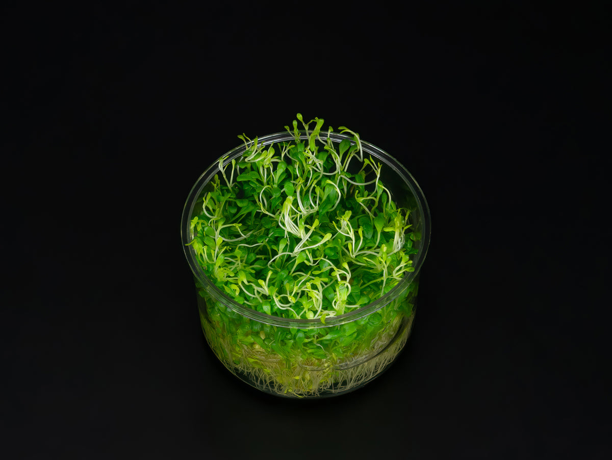 Glossostigma elatinoides