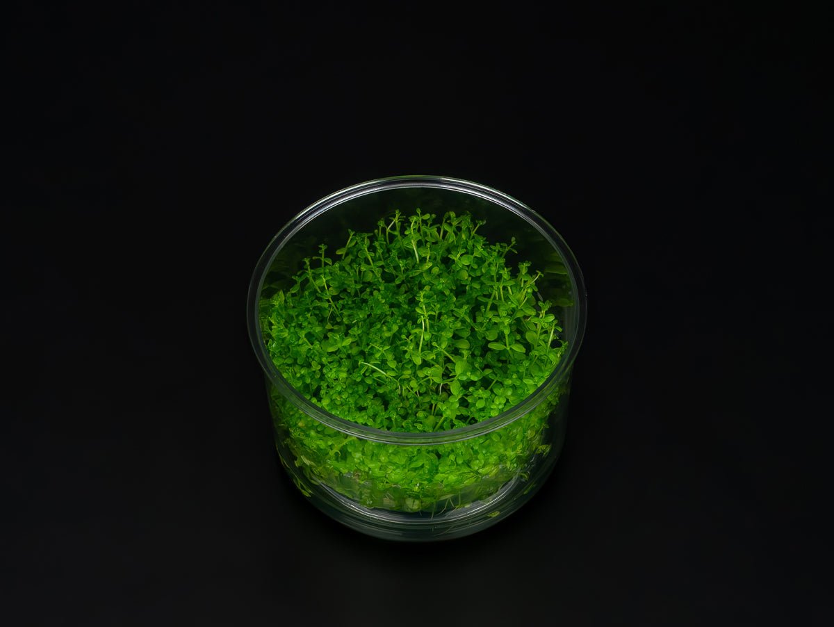 Hemianthus callitrichoides 'Cuba'