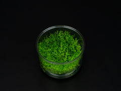 Hemianthus callitrichoides 'Cuba'