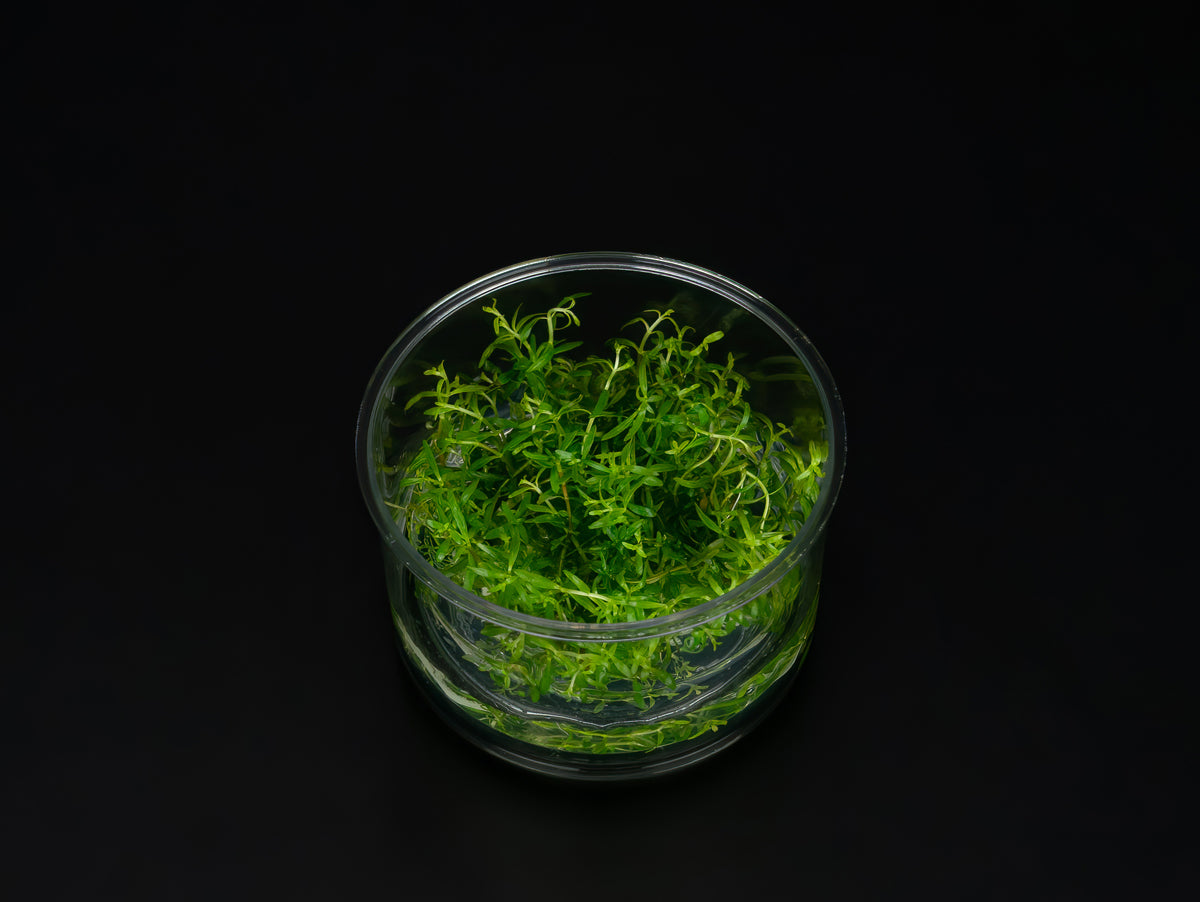 Ludwigia arcuata