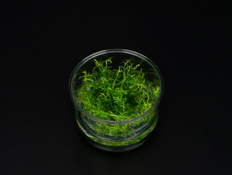 Ludwigia arcuata