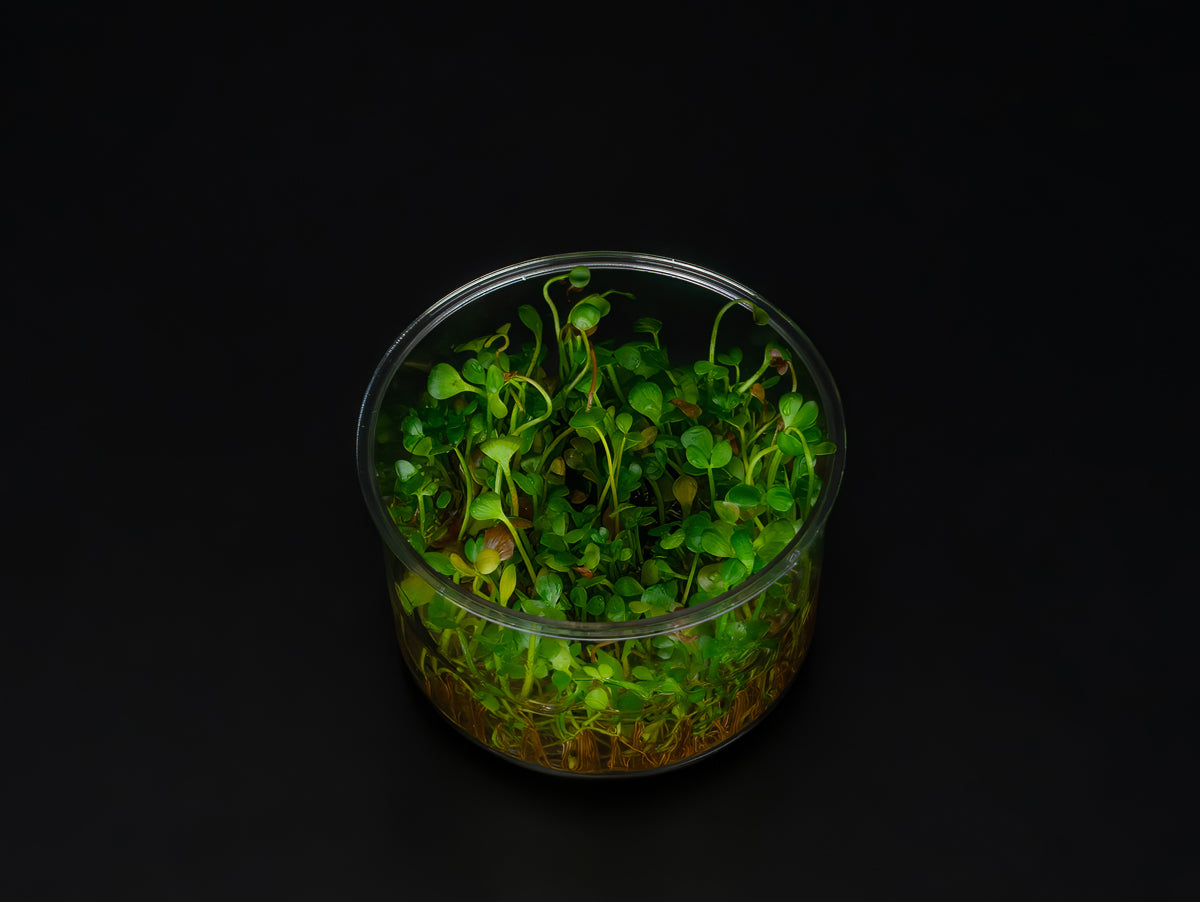 Marsilea hirsuta
