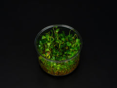 Marsilea hirsuta
