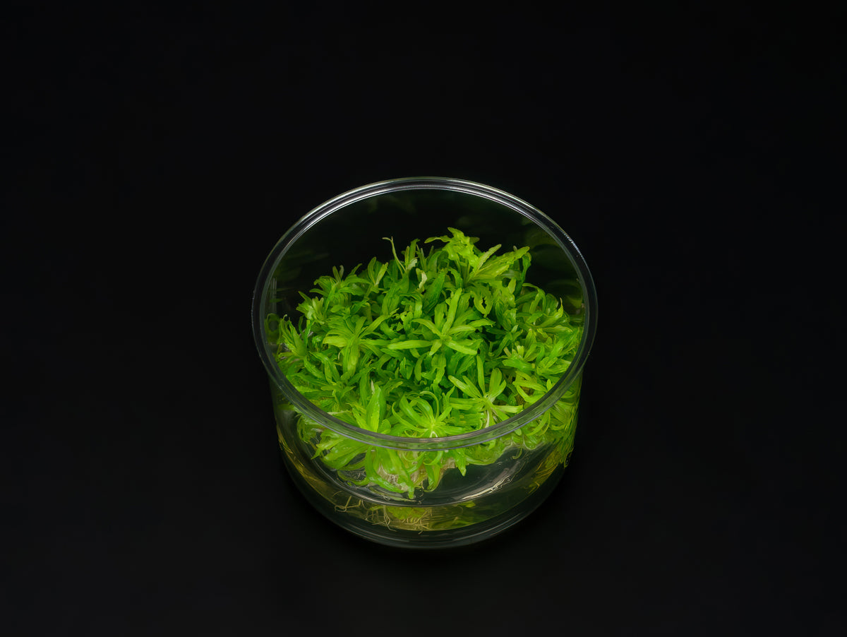 Pogostemon helferi
