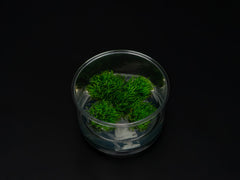 Riccardia sp. 'chamedryfolia'