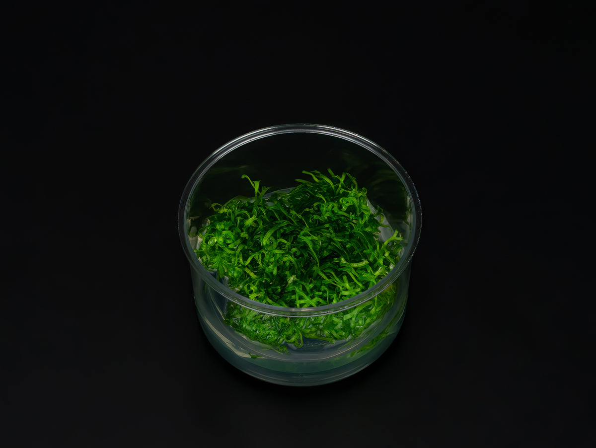 Riccia fluitans