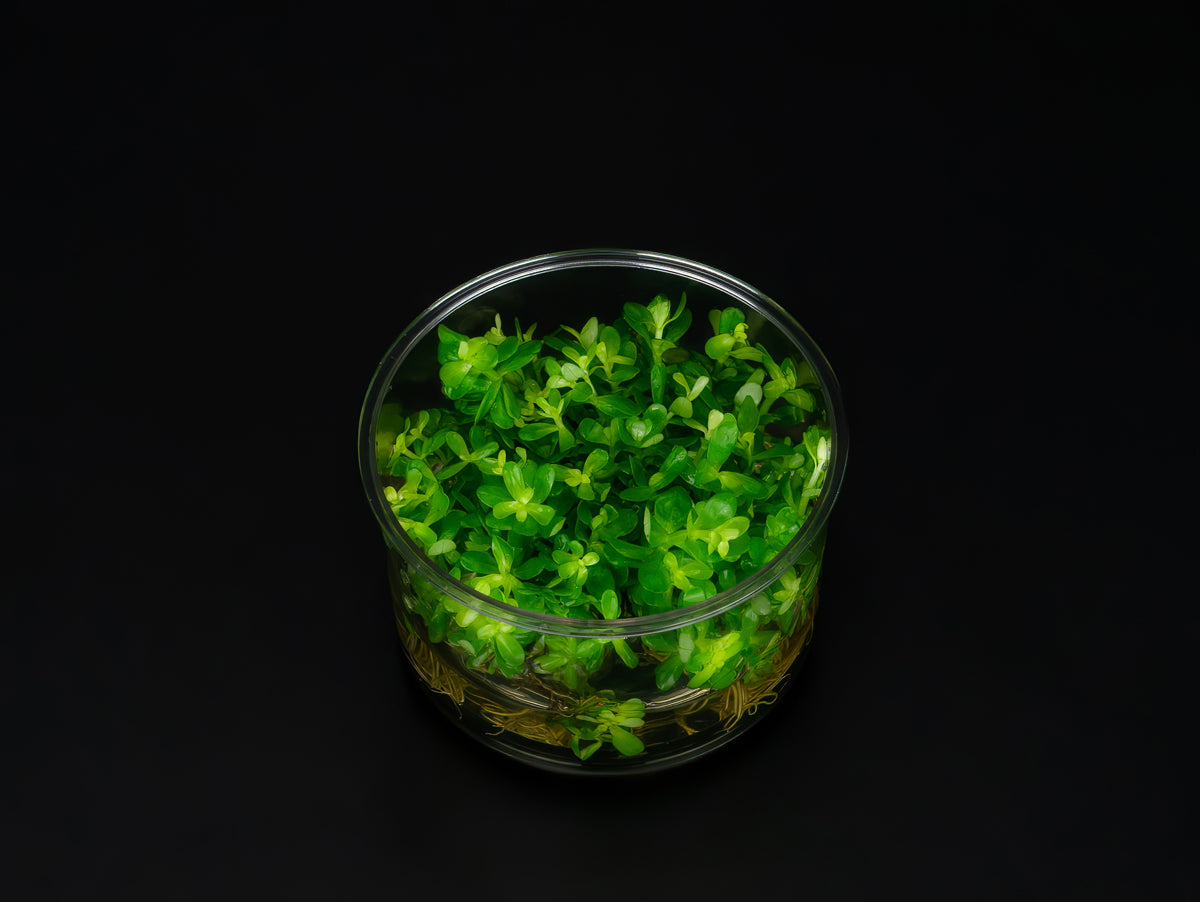 Rotala indica 'Bonsai'