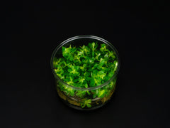 Rotala indica 'Bonsai'
