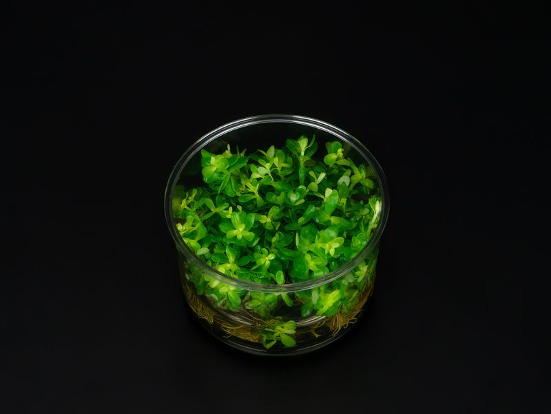 Rotala indica 'Bonsai'