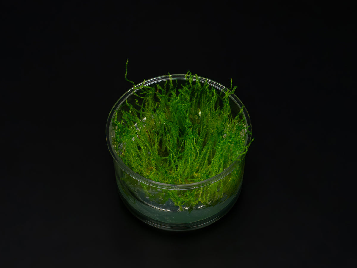 Taxiphyllum alternans 'Taiwan'
