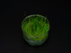Taxiphyllum alternans 'Taiwan'