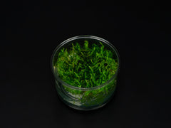 Vesicularia montagnei 'Christmas Moss'