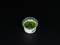 Vesicularia ferriei 'Weeping Moss'