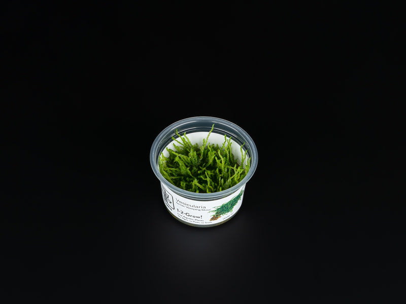 Vesicularia ferriei 'Weeping Moss'