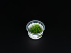 Vesicularia montagnei 'Christmas Moss'