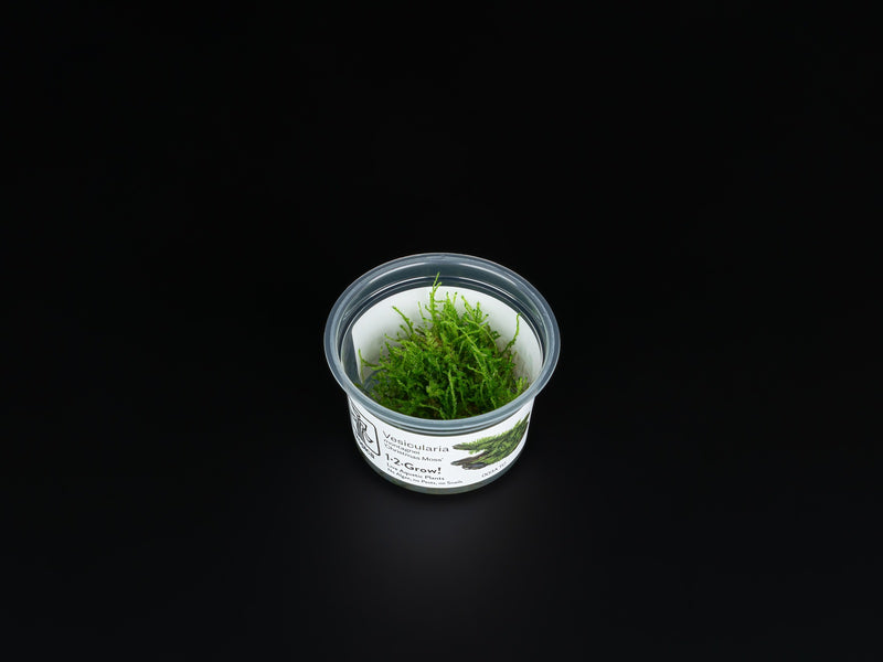 Vesicularia montagnei 'Christmas Moss'