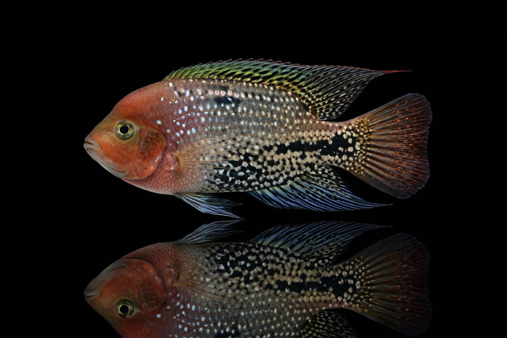 Blue Spotted Cichlid 6-7cm