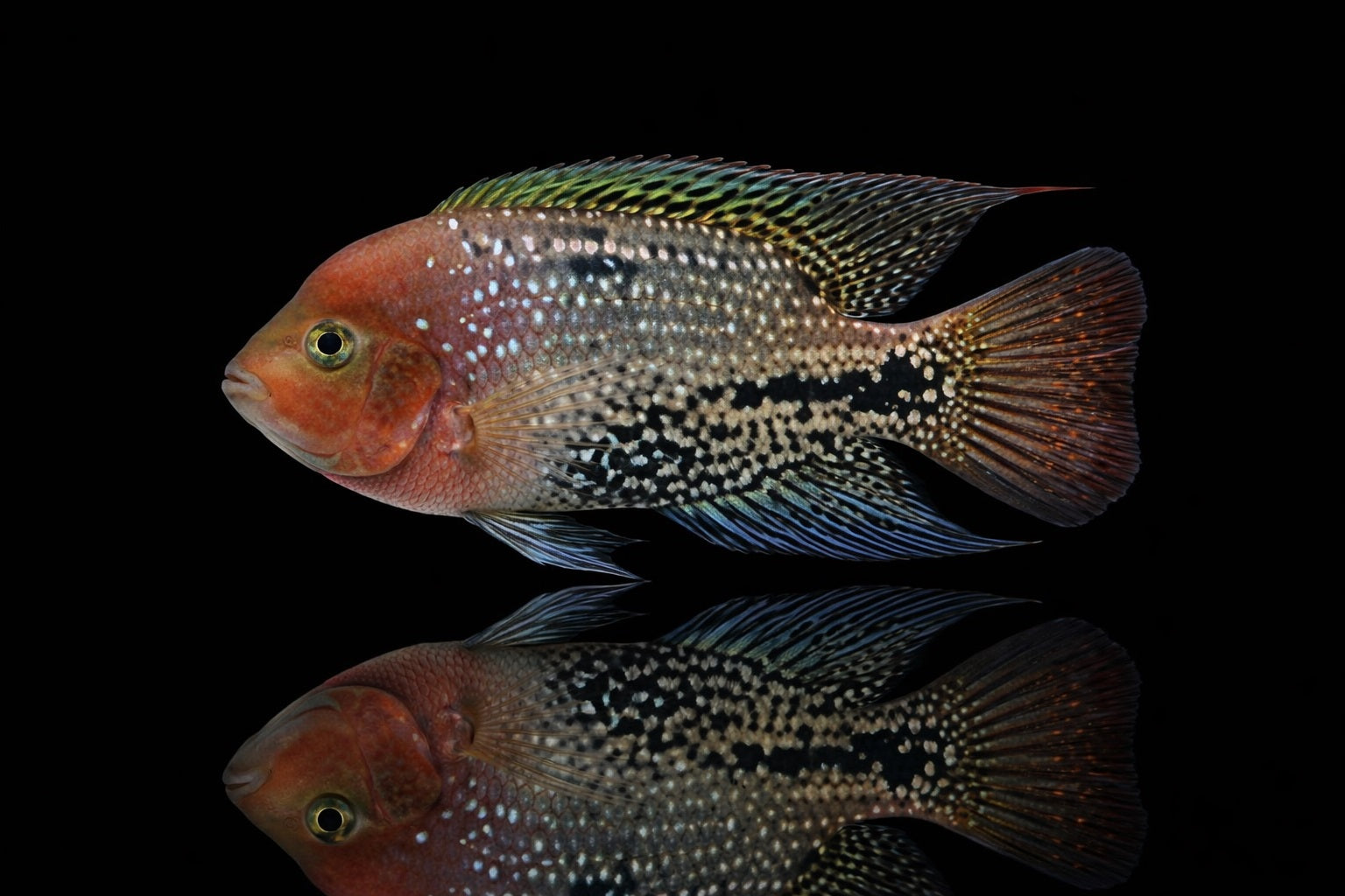 Blue Spotted Cichlid