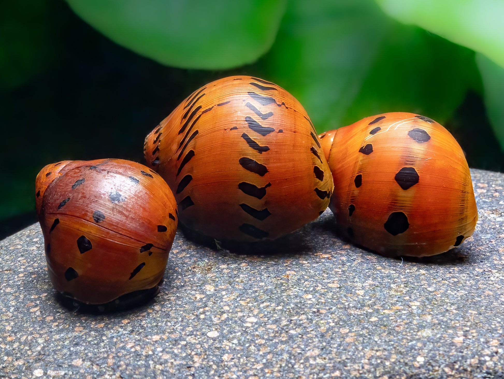 Orange Track Rennschnecke