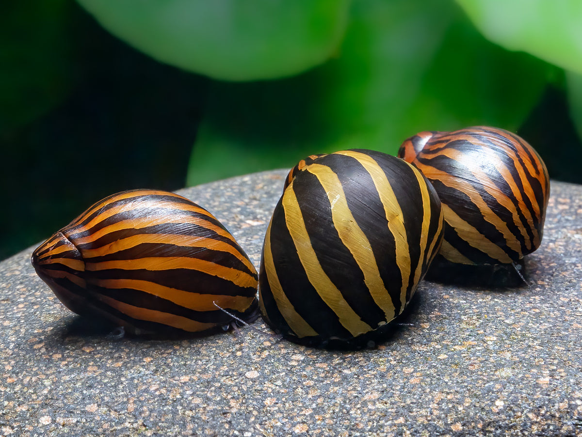 Zebra Rennschnecke