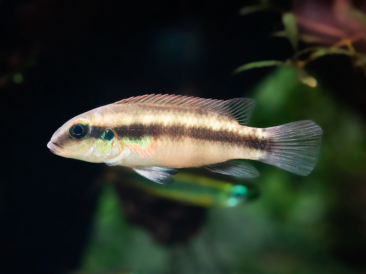 Wallaceochromis humilis 'Boffa'