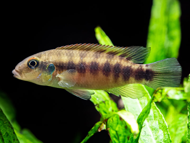Wallaceochromis humilis 'Boffa'
