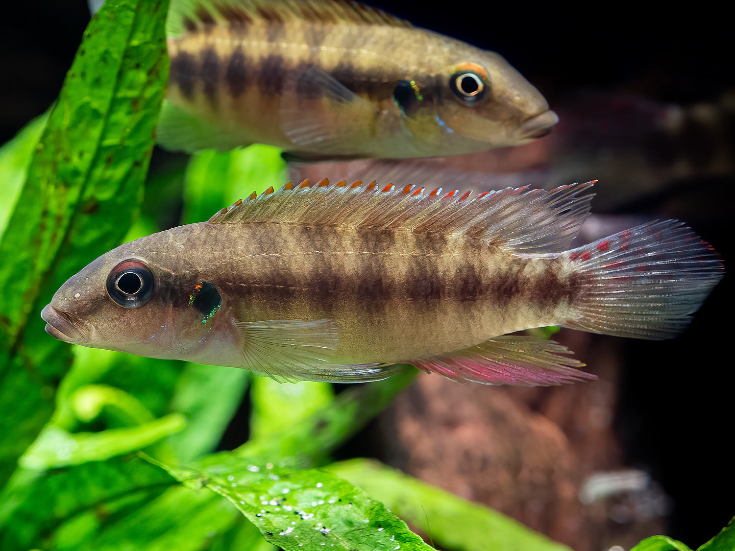 Wallaceochromis humilis 'Boffa'