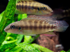 Wallaceochromis humilis 'Boffa'