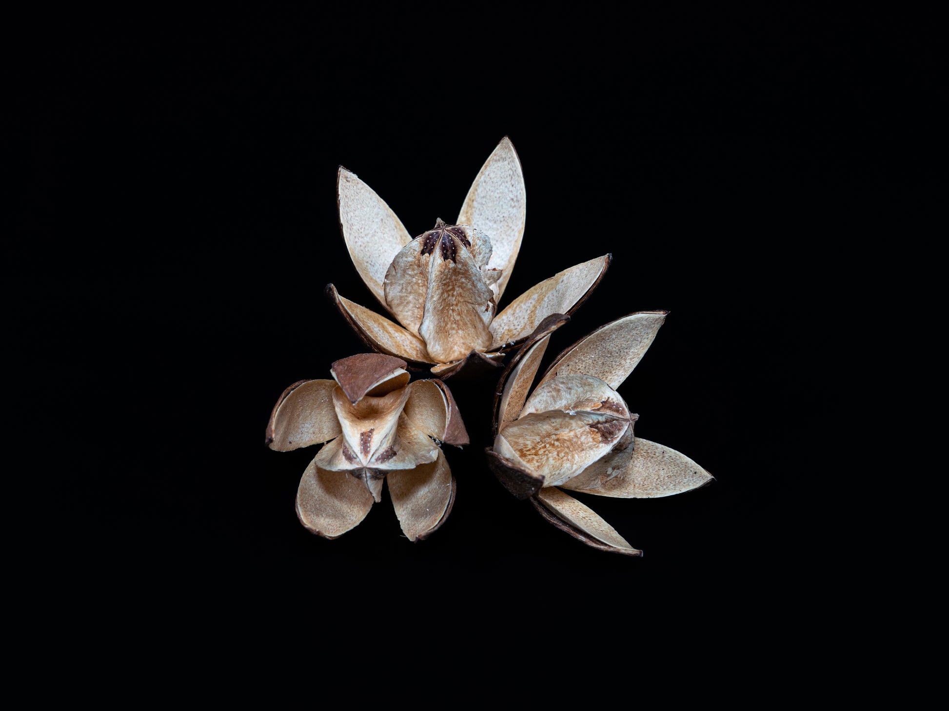 Garnelen Lotus