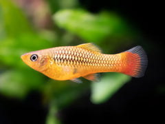 Papageienplaty