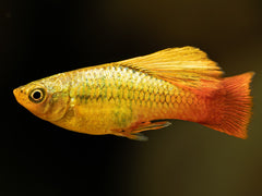 Papageienplaty