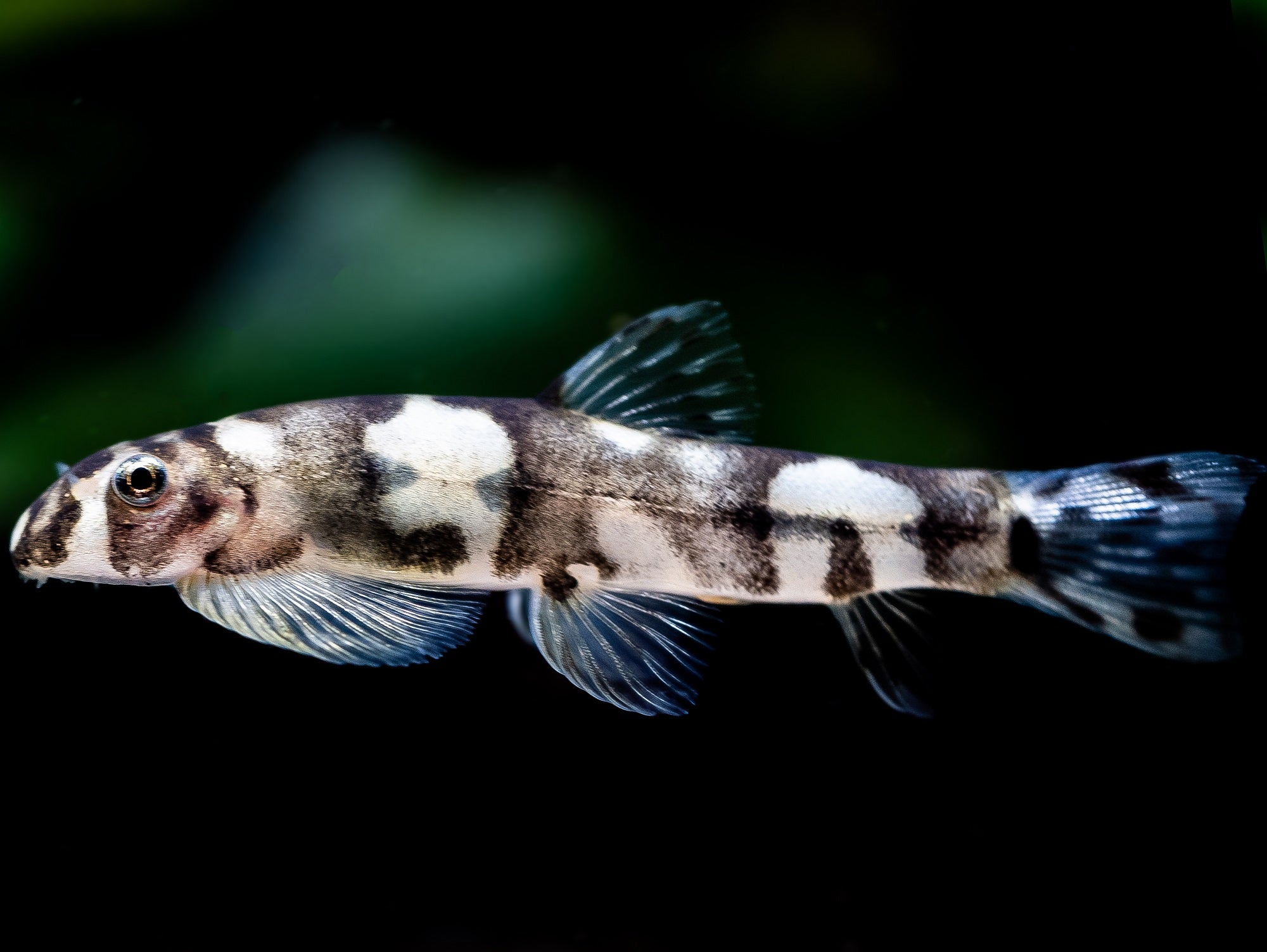 Pandaschmerle