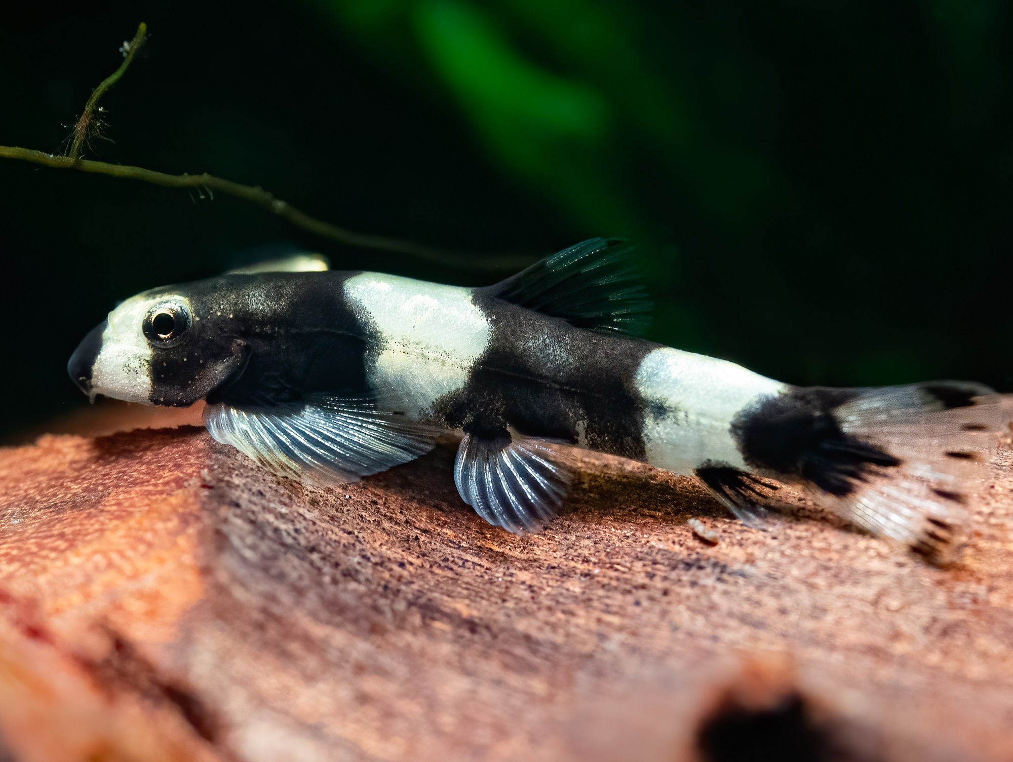 Pandaschmerle
