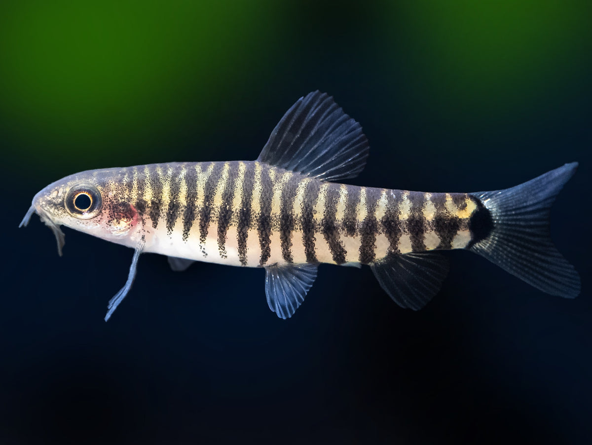 Tiger Zwergschmerle