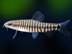 Tiger Zwergschmerle