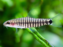 Tiger Zwergschmerle