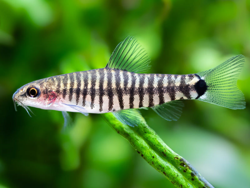 Tiger Zwergschmerle