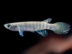 Peruanischer Fächerkärpfling