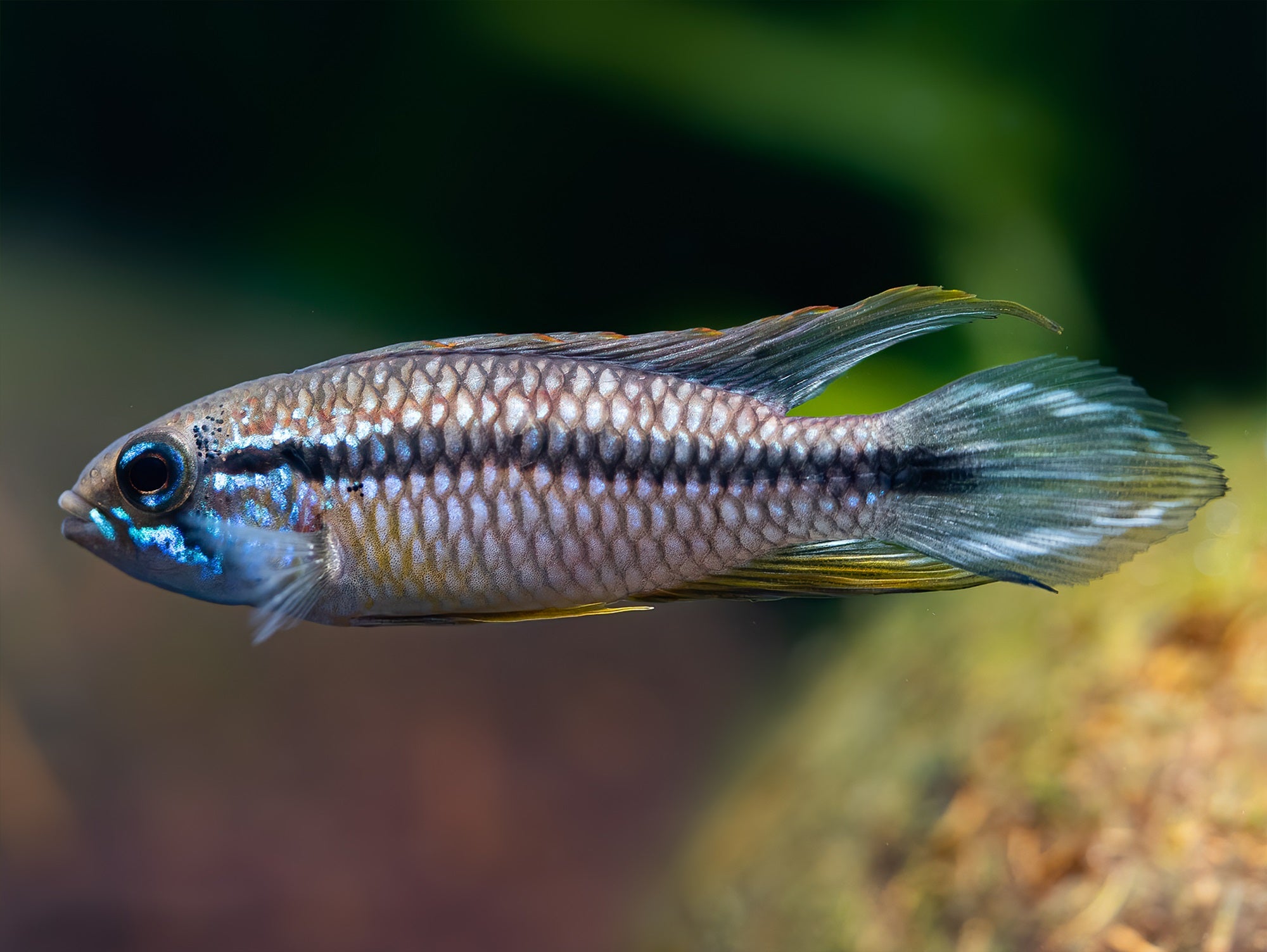 Agassiz Zwergbuntbarsch 'Peru'