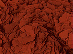 Astacolor