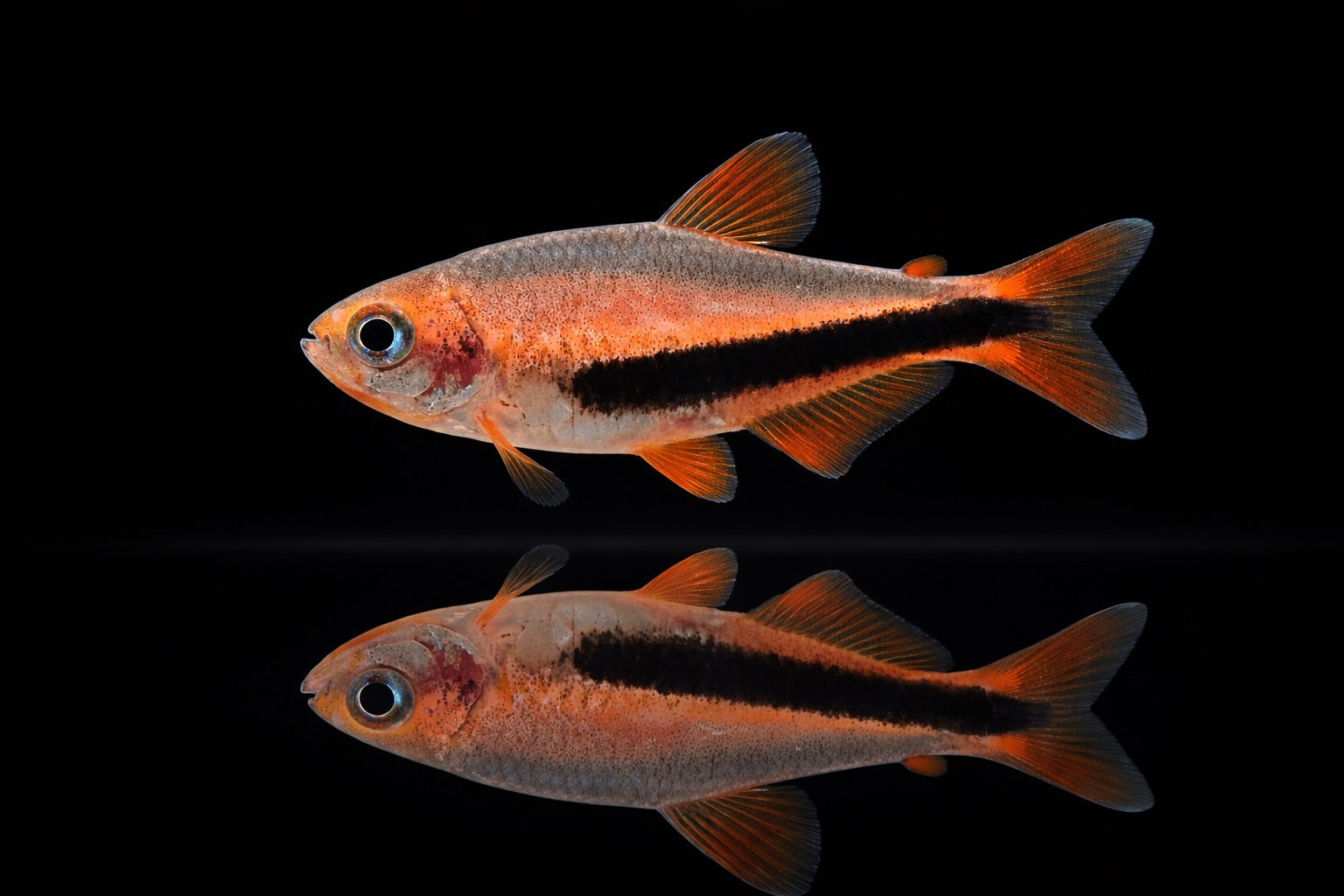 Black Arrow Tetra